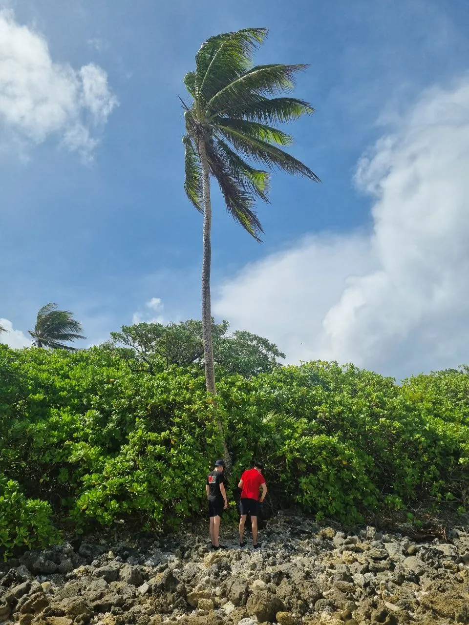 4 - Cables under palm tree.jpeg